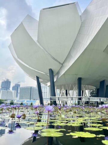 The Art Science Museum and the flowers in the pond outside it.